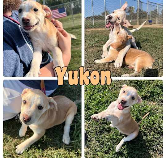 Photo of Yukon - NN