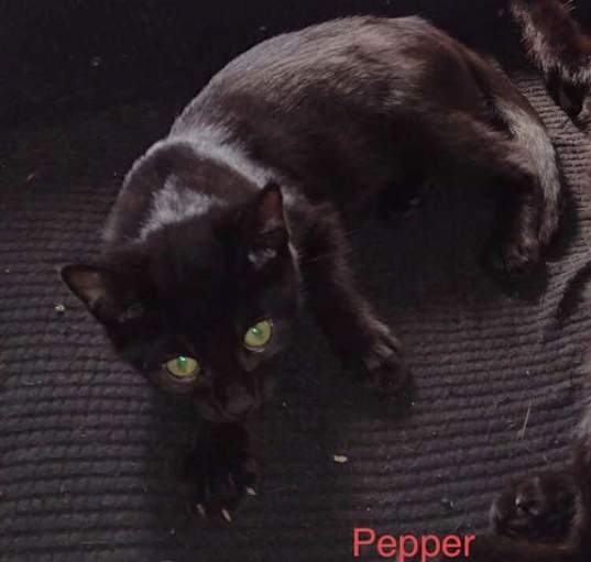 Photo of Pepper Jack