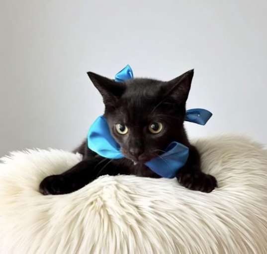 Photo of ARIO
