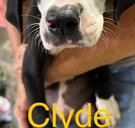 Photo of Clyde