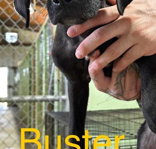 Photo of Buster