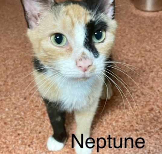 Photo of Neptune