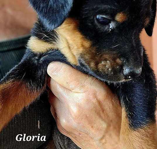 Photo of Gloria