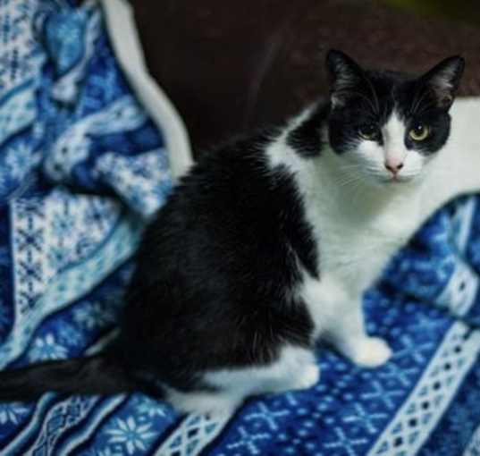 Photo of Cupcake