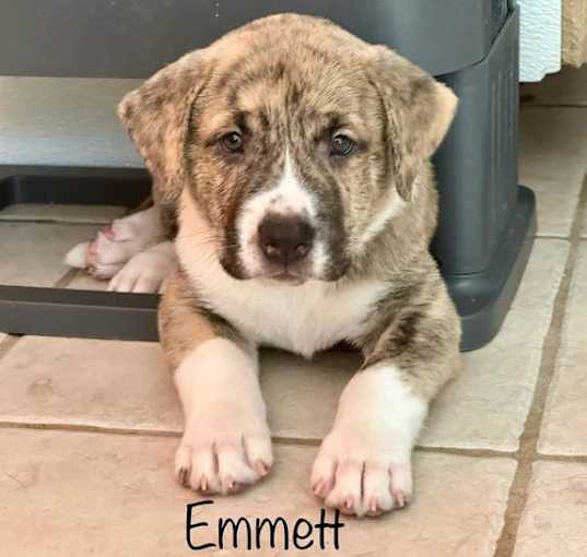 Photo of Emmett 2