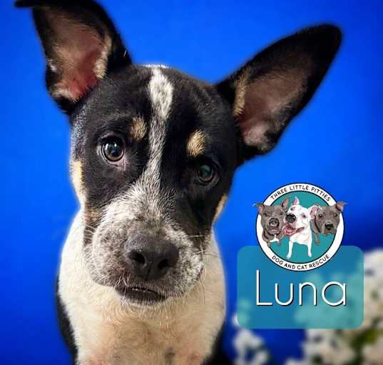 Photo of Luna Pup Cup