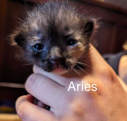 Photo of Aries