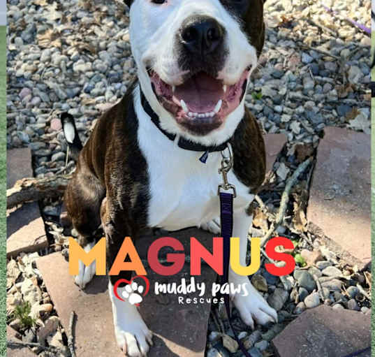 Photo of Magnus (Courtesy Post)