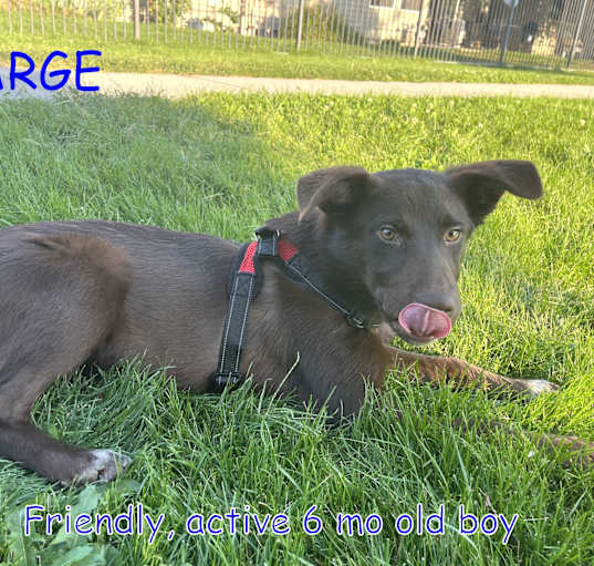 Photo of SARGE