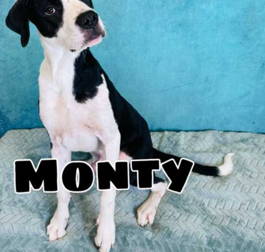 Photo of Monty