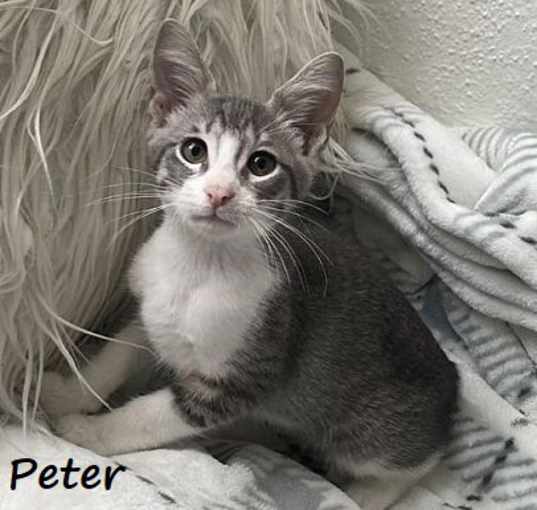 Photo of Peter #loves-to-be-held