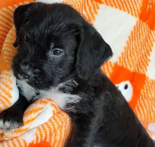 Photo of Butters - Brown Collar