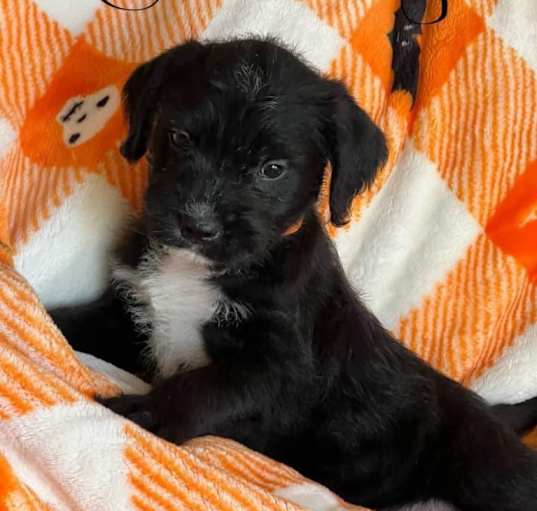 Photo of Chunk - Orange Collar