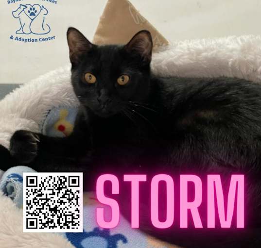 Photo of Storm