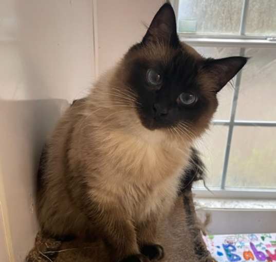 Photo of Baby Sheba (Queen of Sheba)(Ba