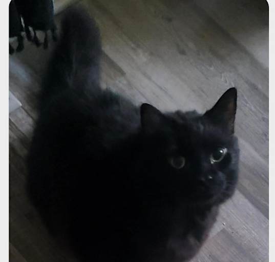 Photo of Shadow