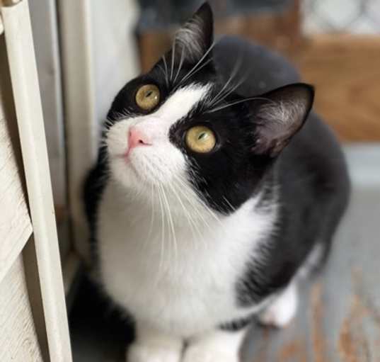 Photo of Stella