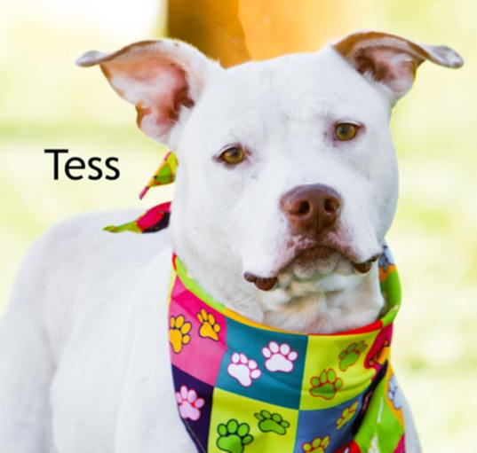 Photo of Tess