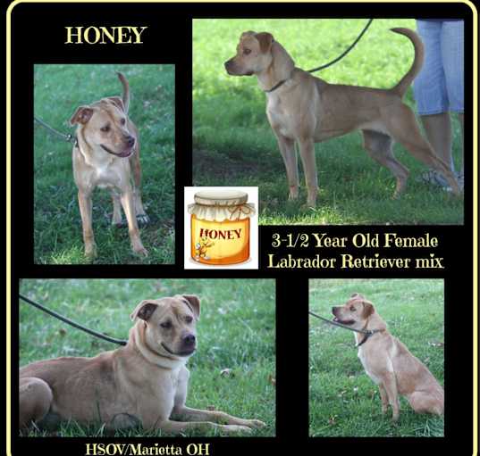 Photo of Honey (Photos 9/10/2024)