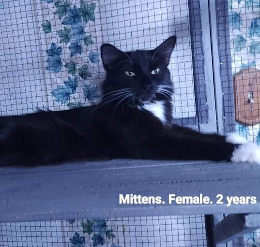 Photo of Mittens