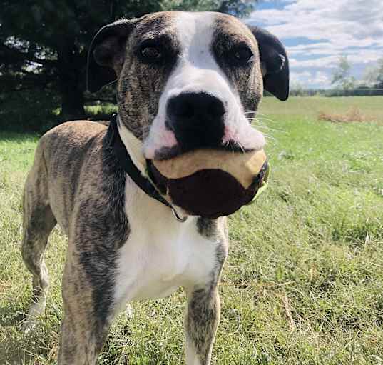 Puppies and Dogs in Eau Claire WI Adoptapet