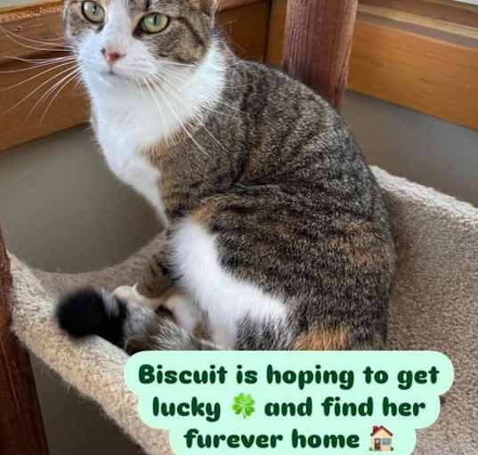Photo of Biscuit