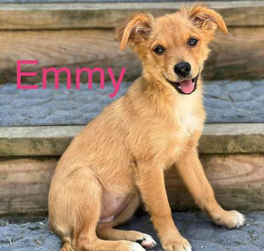 Photo of Emmy