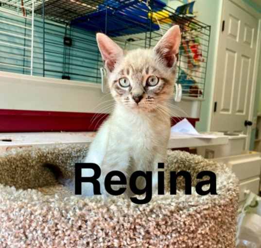 Photo of Regina (Milagro Litter)