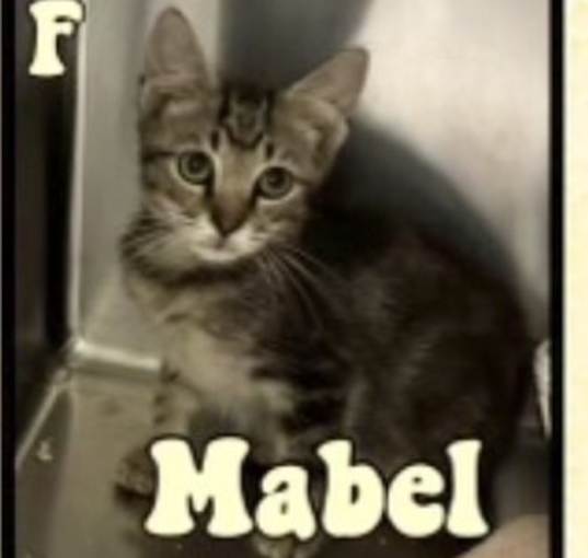 Photo of Mabel