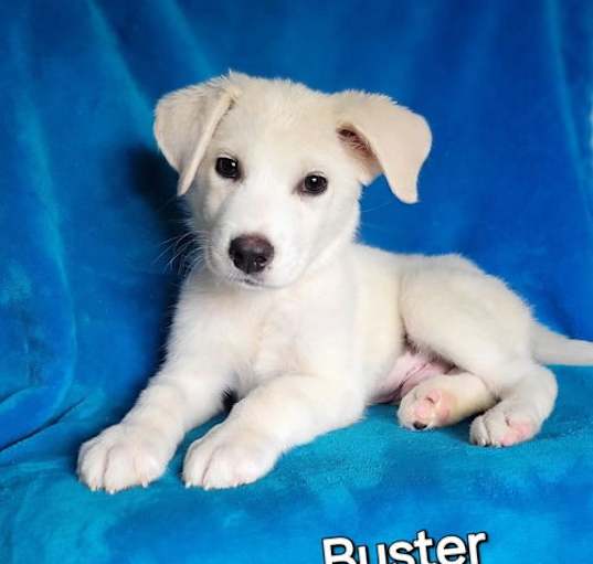 Photo of Buster