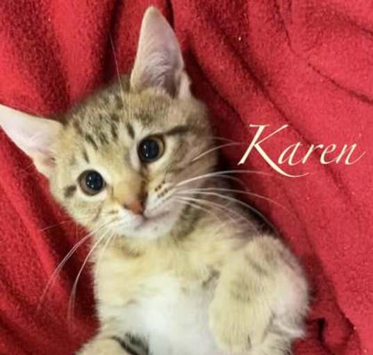 Photo of Karen (Milagro Litter)