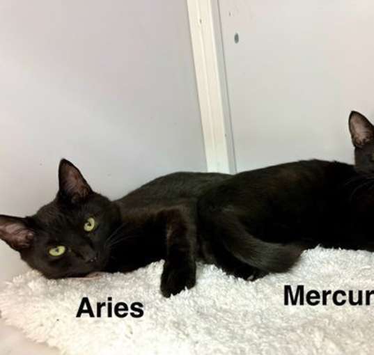 Photo of Aries and Mercury