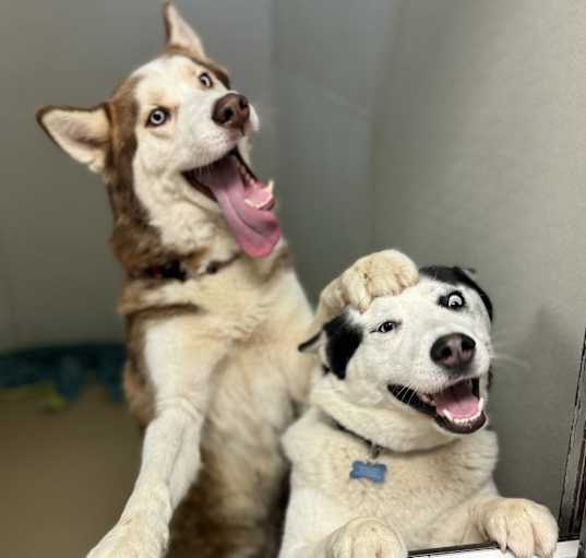 Photo of Clyde *Bonded with Bonnie* (C000-283) - Costa Mesa Location