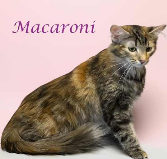 Photo of Macaroni (C24-115)