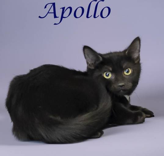 Photo of Apollo (C24-139)