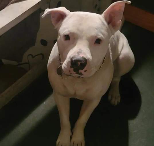 Photo of Jax