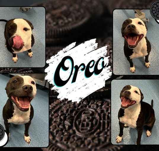 Photo of OREO