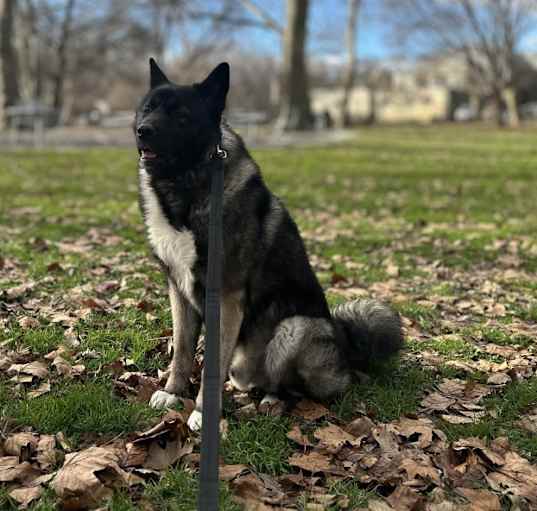 Photo of Onyx