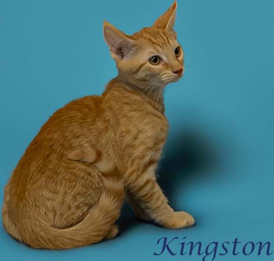 Photo of Kingston (C24-137)