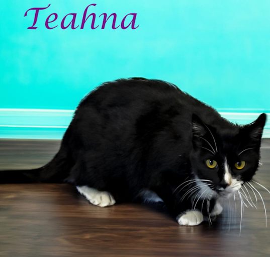 Photo of Teahna C24-230