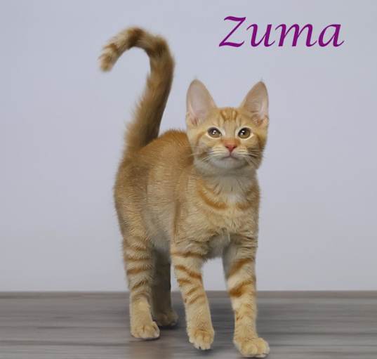 Photo of Zuma (C24-138)