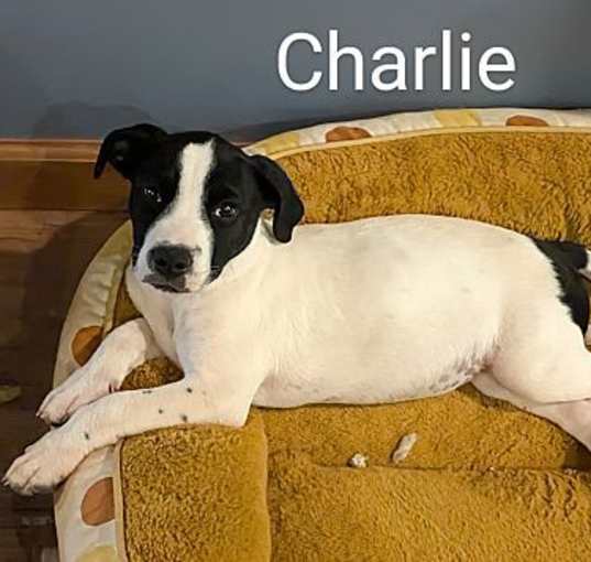 Photo of Charlie