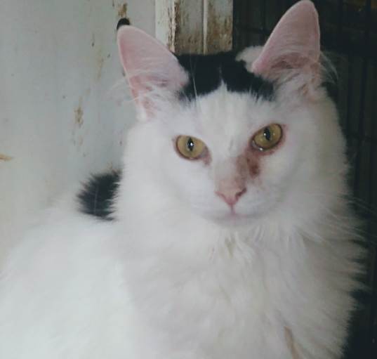 Photo of Felicia