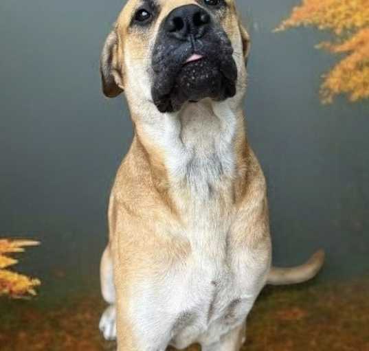 Photo of Scooby