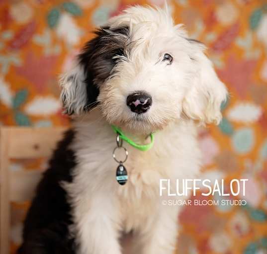 Photo of Fluffsalot