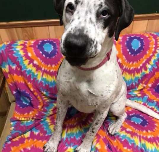Photo of Tia (Obedience Trained)