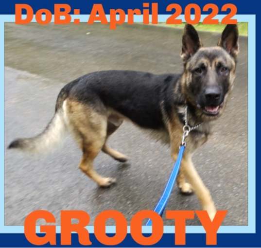 Photo of GROOTY