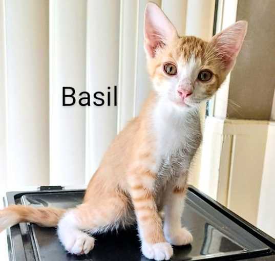 Photo of Basil #one-in-a-million