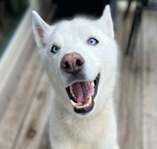 Photo of Bolt