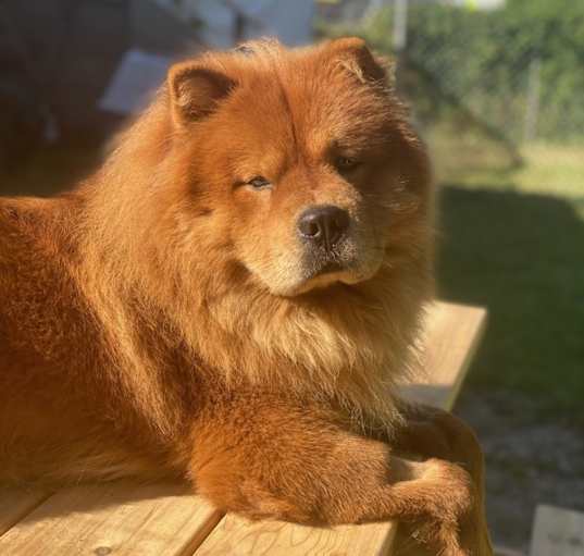 Photo of Hatchi